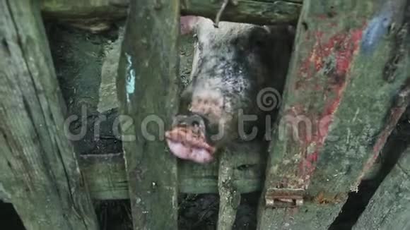 大型好奇的肮脏的成年猪鼻子通过木制围栏看镜头视频的预览图