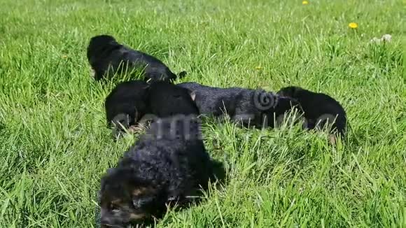 小黑小狗从一群德国牧羊犬中爬走视频的预览图