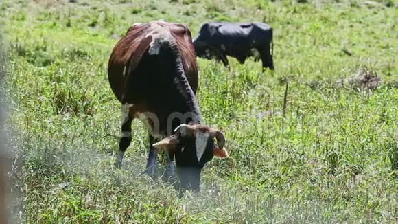 棕色和黑色斑点的家养奶牛在夏天吃青草视频的预览图