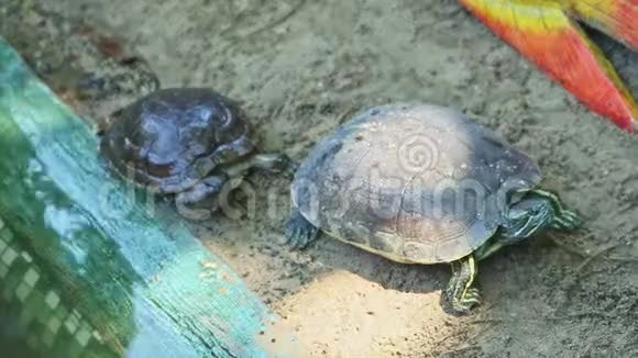 从两只海龟在沙滩上休息到一只海龟在池塘里游泳的特写全景视频的预览图