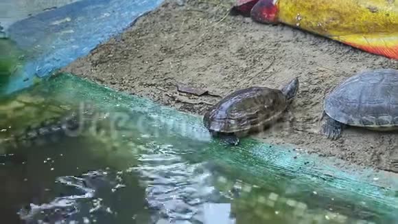 从沙滩上的海龟到池塘里游泳的许多海龟慢慢地呈现出全景视频的预览图
