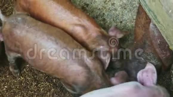 俯视图特写许多小姜猪在猪圈里从地板上吃食物视频的预览图