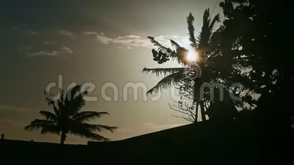 特写强风摇动椰子棕榈叶的轮廓阳光明媚视频的预览图