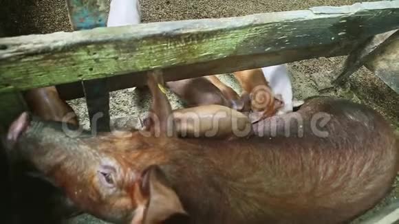 许多小猪从一头棕色的大毛母猪那里吮吸母乳视频的预览图