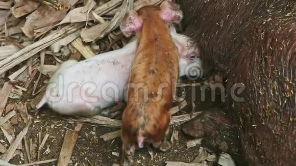 俯视图特写两只小猪从脏睡母猪吸母乳视频的预览图