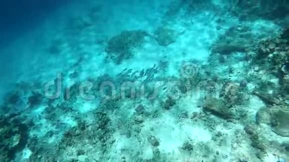 在埃及底部的奇异珊瑚礁上游泳的乳鱼群视频的预览图
