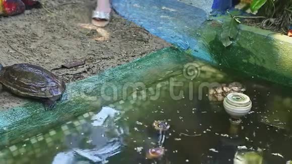 人类的双手从绿色的池塘中带走一只小海龟视频的预览图