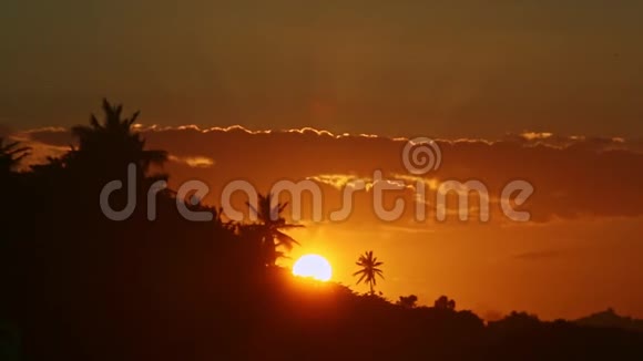 从黄色的太阳下照出来在海滨的棕榈树后面剪影视频的预览图