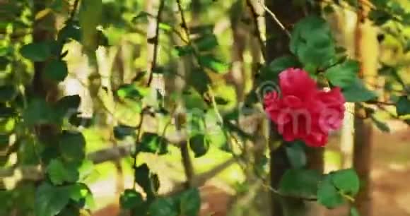印度果阿蔷薇粉红花近景视频的预览图