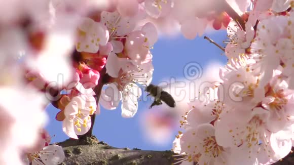 盛开的杏树和飞蜂视频的预览图