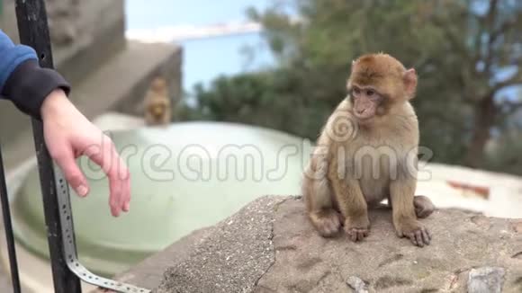 在直布罗陀的一位游客手上跳着巴巴里猕猴视频的预览图