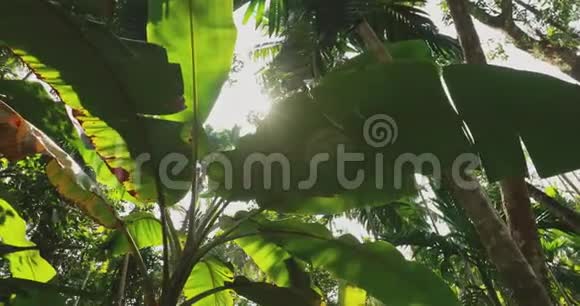 印度果阿在夏日阳光明媚的日子里香蕉草的绿色大叶在背景上高大的棕榈树和蓝天底部视图视频的预览图