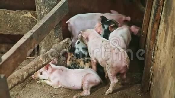 特写小粉红色和斑点小猪休息在一起的棕色毛茸茸的母猪视频的预览图