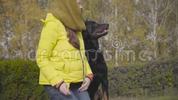 年轻迷人的白种人穿着黄色外套和芥末围巾在户外和多伯曼玩耍一只大黑狗视频的预览图