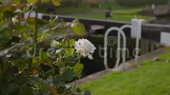 英国苏格兰白玫瑰花卉植物视频的预览图