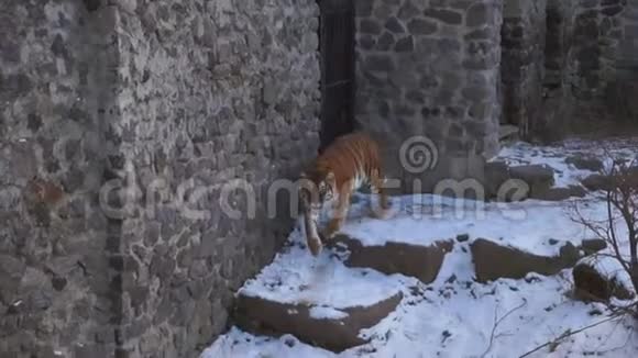 一只老虎穿过一个动物园里覆盖着雪的鸟舍视频的预览图