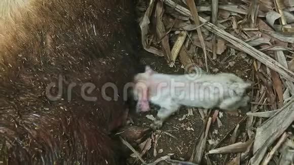 一只新生的小粉猪从棕色的大母猪身上吸出母乳视频的预览图