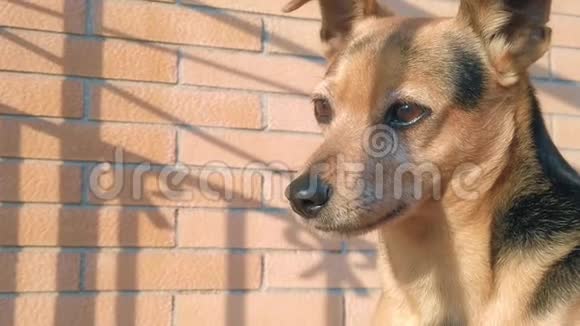 小棕褐色的狗杰克罗塞尔抬起耳朵密切注意一些慢动作视频的预览图