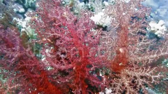 海扇安尼拉在红海水下喂食4K视频的预览图