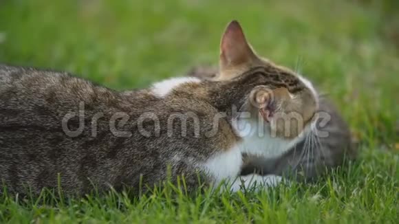 小猫在妈妈的保护下坐着视频的预览图