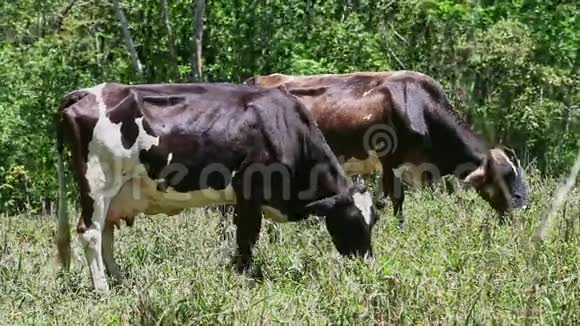 两头大型家奶牛在夏季绿茵场上吃鲜草视频的预览图