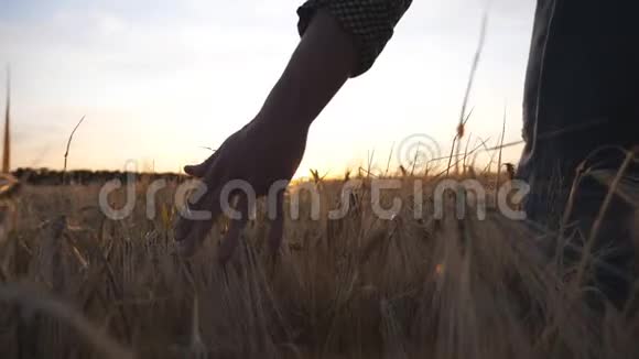 农学家的雄性手臂移动着在草地上生长的成熟小麦年轻的农民走过大麦地视频的预览图