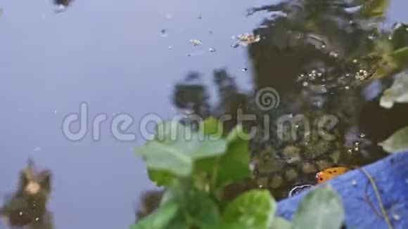 一只小水龟在绿色手工池塘里游泳视频的预览图