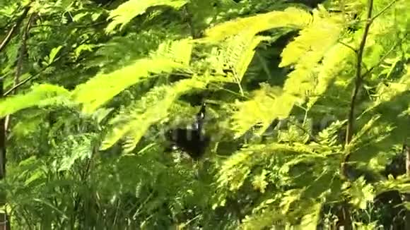 白斑黑蝴蝶从树枝飞到树枝上视频的预览图