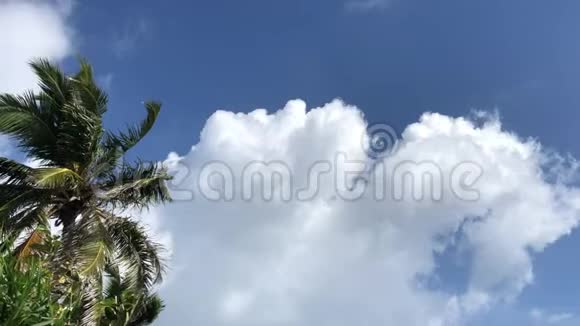 椰子树叶子在风中摇曳视频的预览图