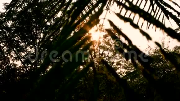 夏日公园阳光明媚的清新绿树美景自然背景视频的预览图
