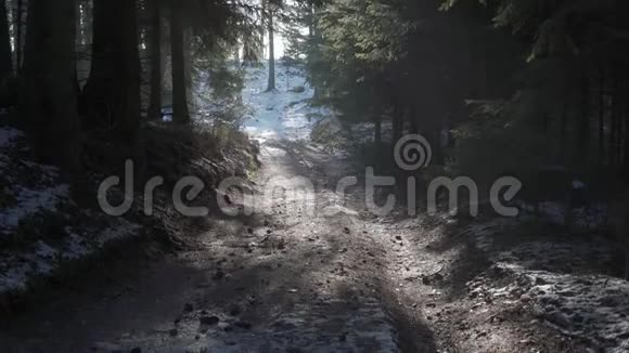 森林里的小路美丽的阳光明媚的冬日雪在午后的阳光下融化了视频的预览图