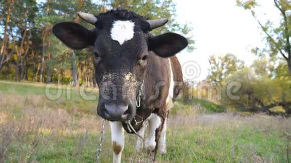 好奇的黑牛站在草坪上看镜头的肖像可爱的动物在草地上放牧视频的预览图