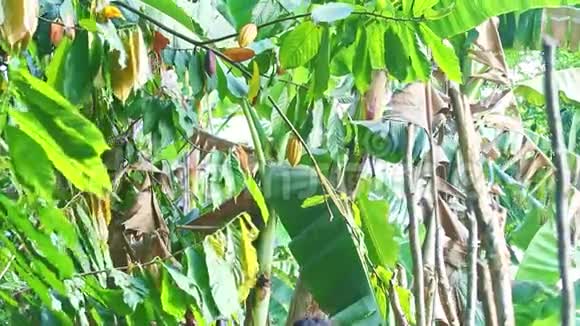 风摇动着香蕉和可可树的绿叶和成熟的可可果实视频的预览图