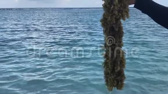 在印度洋海岸有海植物的人视频的预览图