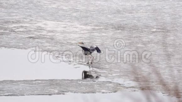 在一个阴天的春天里鸟灰鹭灰蝶飞过湖面视频的预览图