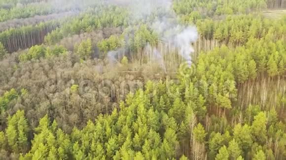 鸟瞰绿松森林砍伐区景观燃烧后留下的云杉枝烟视频的预览图