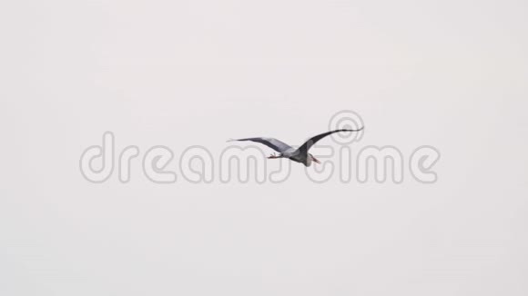在一个阴天的春天里鸟灰鹭灰飞烟灭视频的预览图