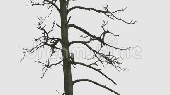 树上的啄木鸟慢动作4x视频的预览图