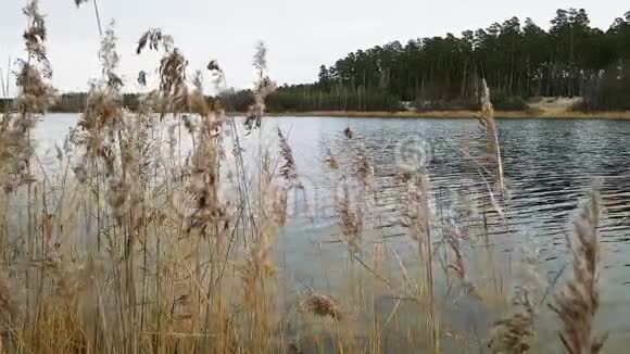 芦苇在湖畔迎风而动视频的预览图