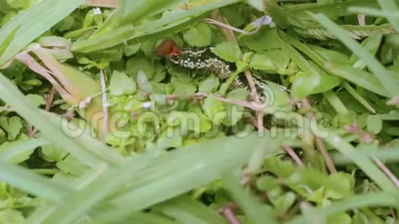 灌木丛中的毛毛虫运动视频的预览图