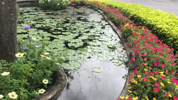 小池塘里有小鱼莲花或百合花视频的预览图