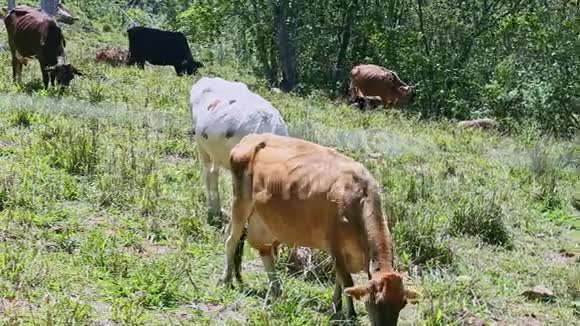 一小群各式各样的家养奶牛在夏天吃青草视频的预览图