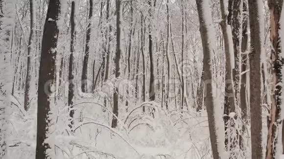 在一片白雪皑皑的森林里观看白雪覆盖的风景和森林从四架直升机射击北方野生冬林空中视频的预览图