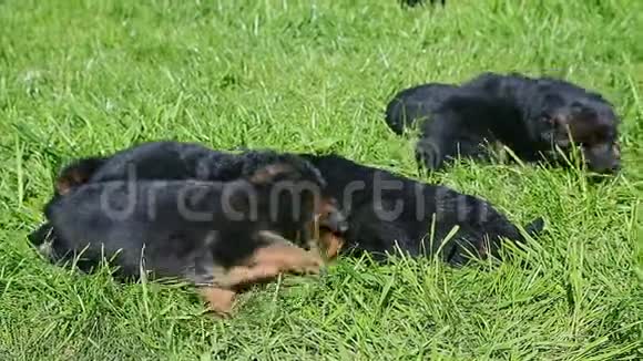 特写许多小黑德国牧羊犬在绿草中爬行视频的预览图