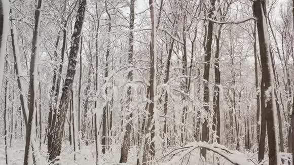 最佳空中飞行的深冬白雪覆盖了森林中的树木从一架四翼飞机上射出视频的预览图