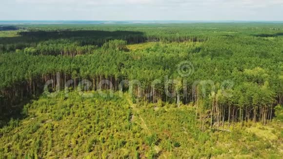 鸟瞰绿色森林砍伐区景观秋天森林树干和生长森林的最高景观欧洲视频的预览图