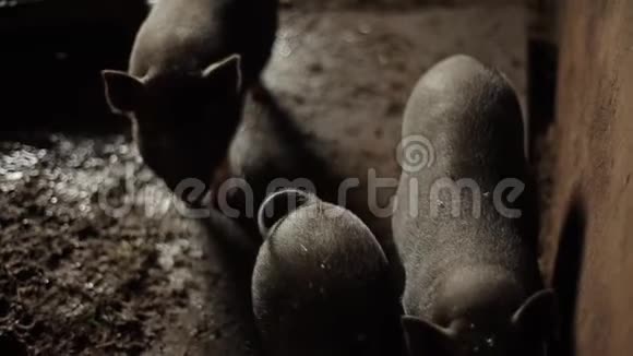 黑猪在农场的猪圈里走在牛栏上特写视频的预览图