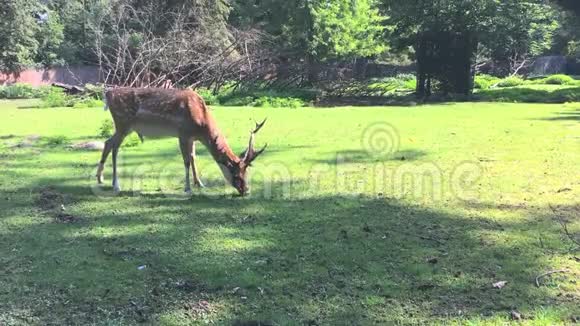 鹿在动物园吃草视频的预览图