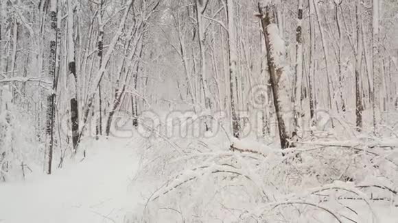 最佳空中飞行的深冬白雪覆盖了森林中的树木从一架四翼飞机上射出视频的预览图