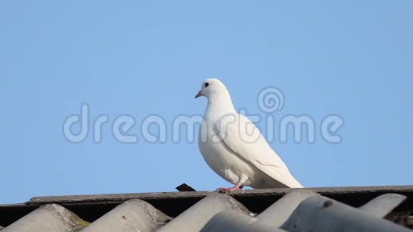 屋顶上的白鸽抖落羽毛视频的预览图